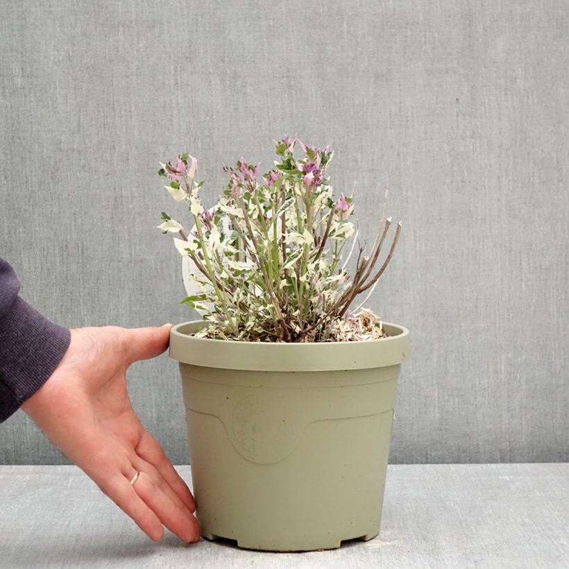 Agastache Crazy Fortune Maceta 3L/4L Ejemplar entregado en la primavera