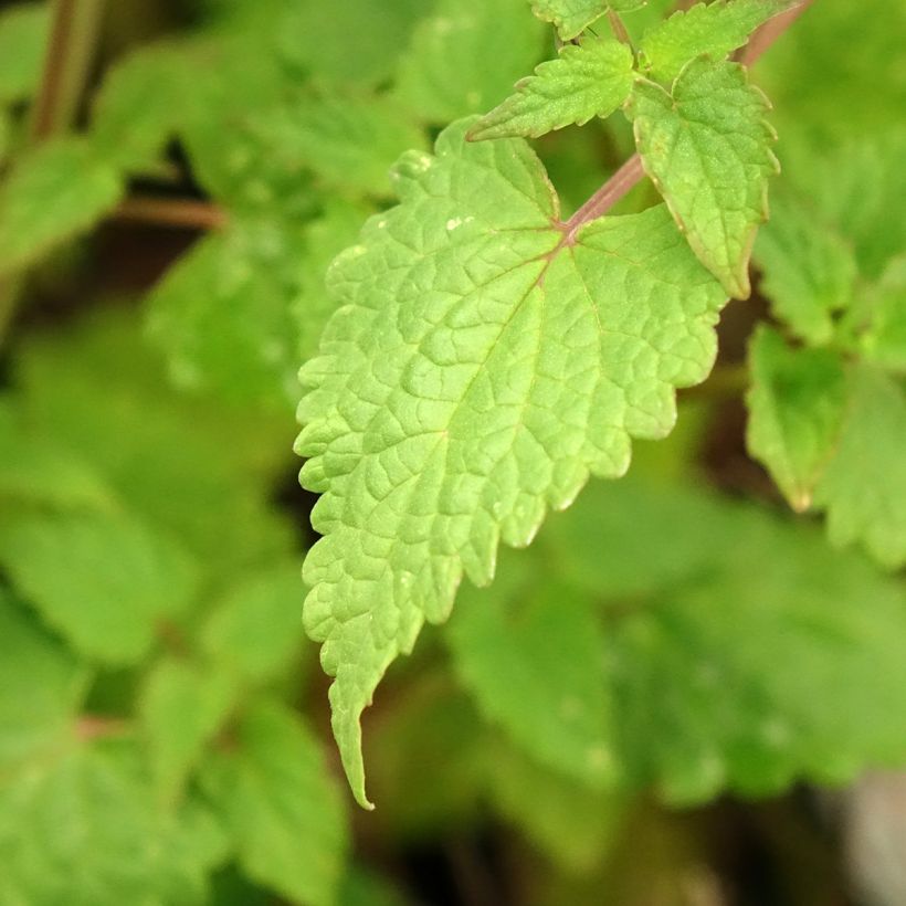 Agastache foeniculum Celestia - Hisopo anís (Follaje)