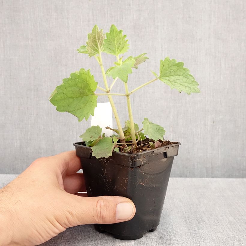 Ejemplar de Agastache Globetrotter Maceta de 8/9 cm entregado en otoño
