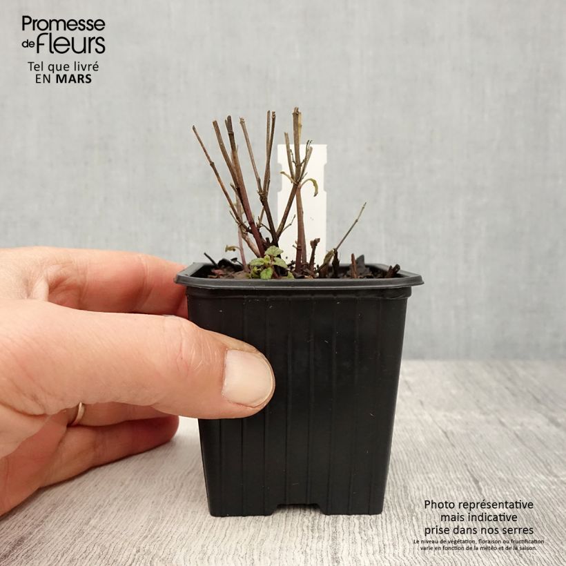 Agastache Kudo's Coral Maceta de 8/9 cm Ejemplar entregado en la primavera