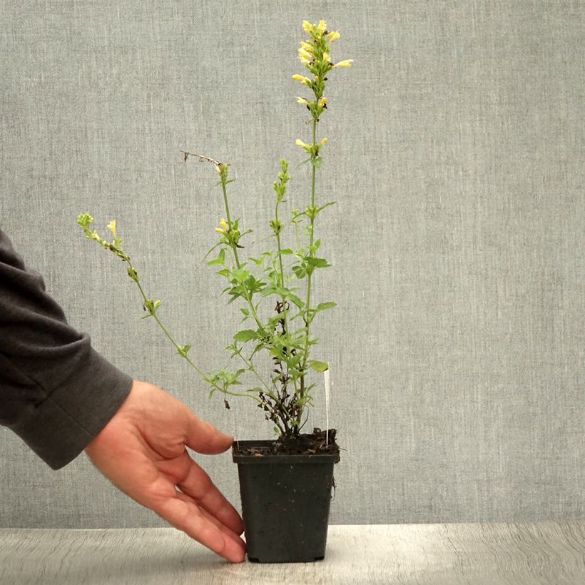 Ejemplar de Agastache Kudos Gold Maceta de 8/9 cm entregado en verano