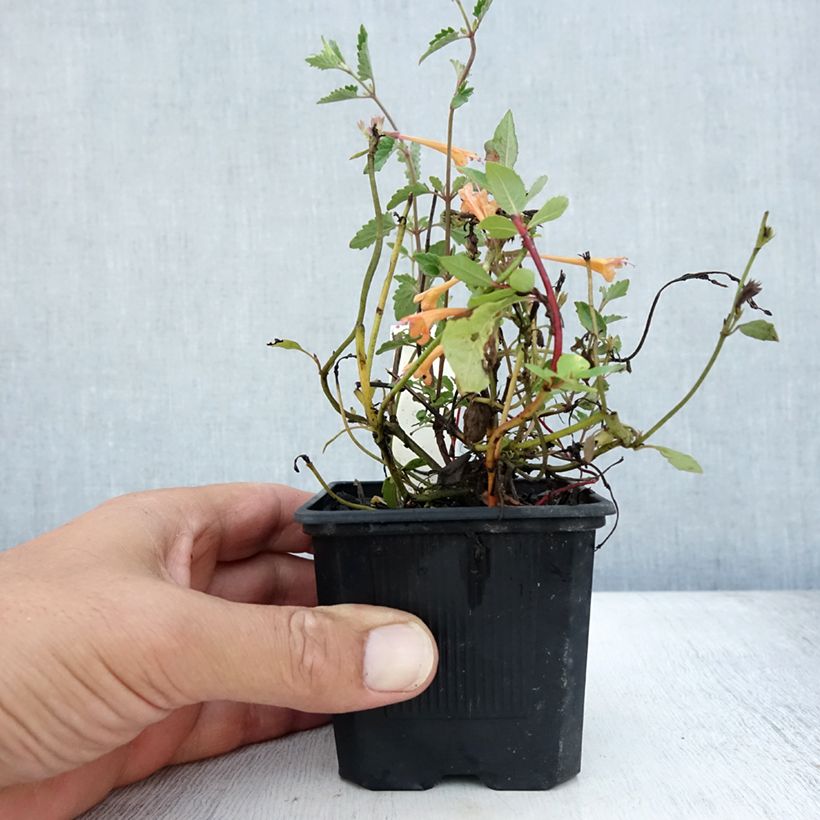 Ejemplar de Agastache Kudos Mandarin Maceta de 8/9 cm entregado en verano