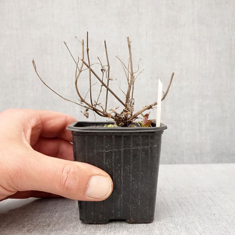 Agastache Kudos Mandarin Maceta de 8/9 cm Ejemplar entregado en la primavera