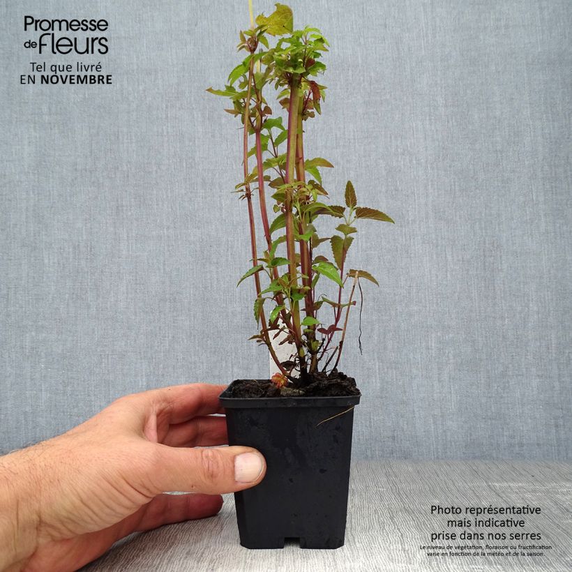 Ejemplar de Agastache mexicana Red Fortune Maceta de 8/9 cm entregado en otoño