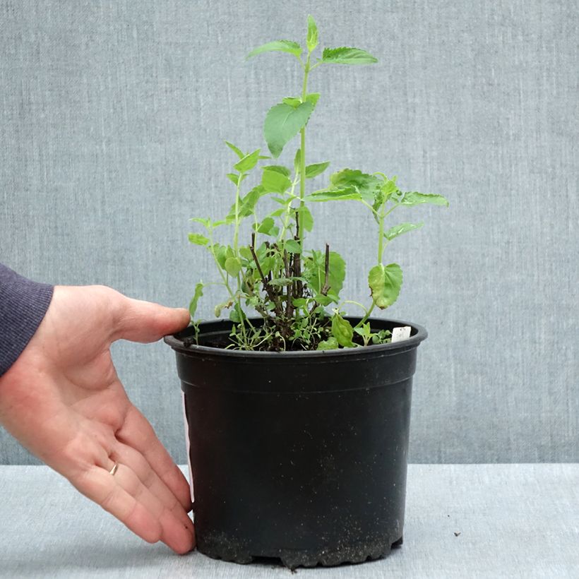 Agastache mexicana Red Fortune Maceta 2L/3L Ejemplar entregado en la primavera