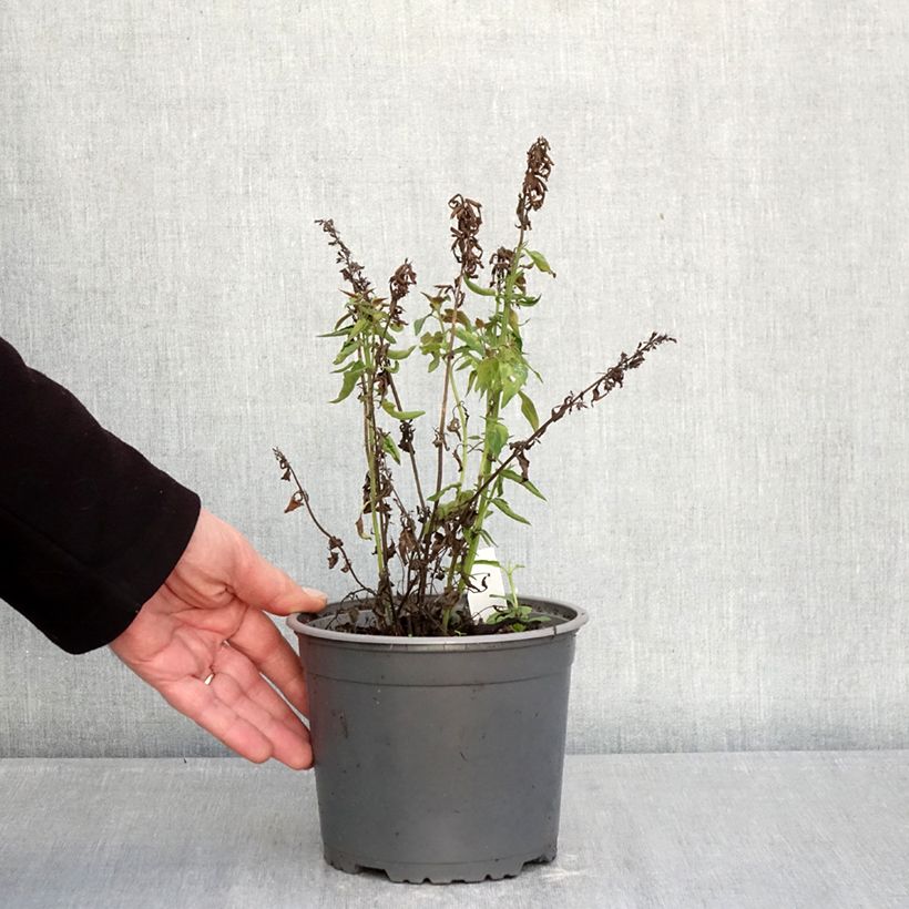 Agastache mexicana Red Fortune Maceta 2L/3L Ejemplar entregado en invierno