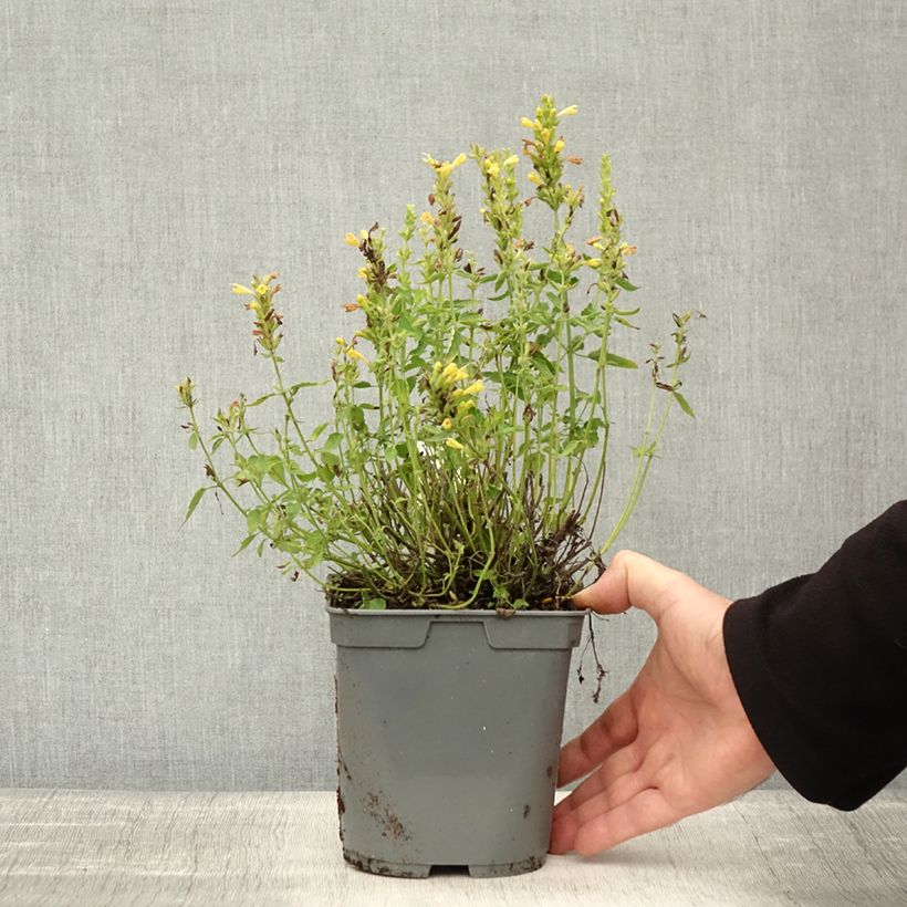 Ejemplar de Agastache Poquito Butter Yellow Maceta 2L/3L entregado en otoño