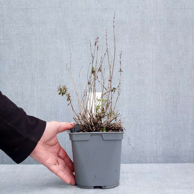 Agastache Poquito Butter Yellow Maceta 2L/3L Ejemplar entregado en invierno