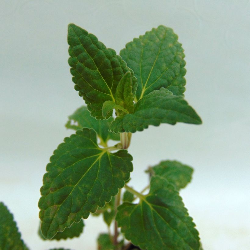 Agastache Summer Love® (Follaje)