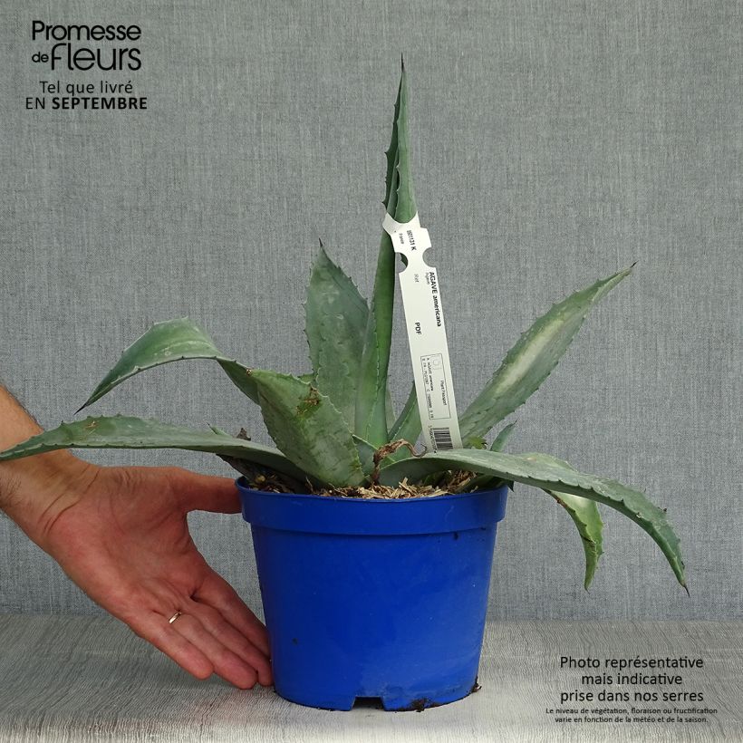 Ejemplar de Agave americana Maceta 2L/3L entregado en otoño