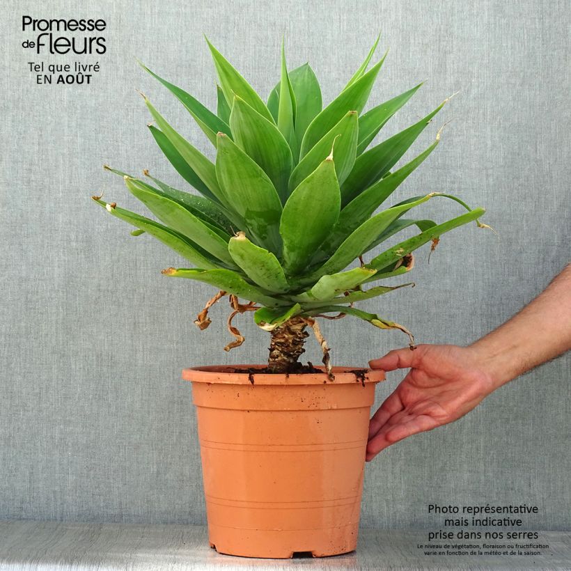 Ejemplar de Ágave del dragón - Agave attenuata Maceta 7,5L/10L entregado en verano