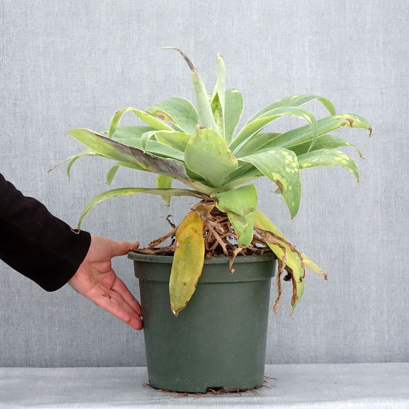 Ágave del dragón - Agave attenuata Maceta 7,5L/10L Ejemplar entregado en invierno