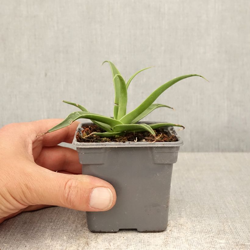 Maguey bracteosa Maceta de 8/9 cm Ejemplar entregado en la primavera