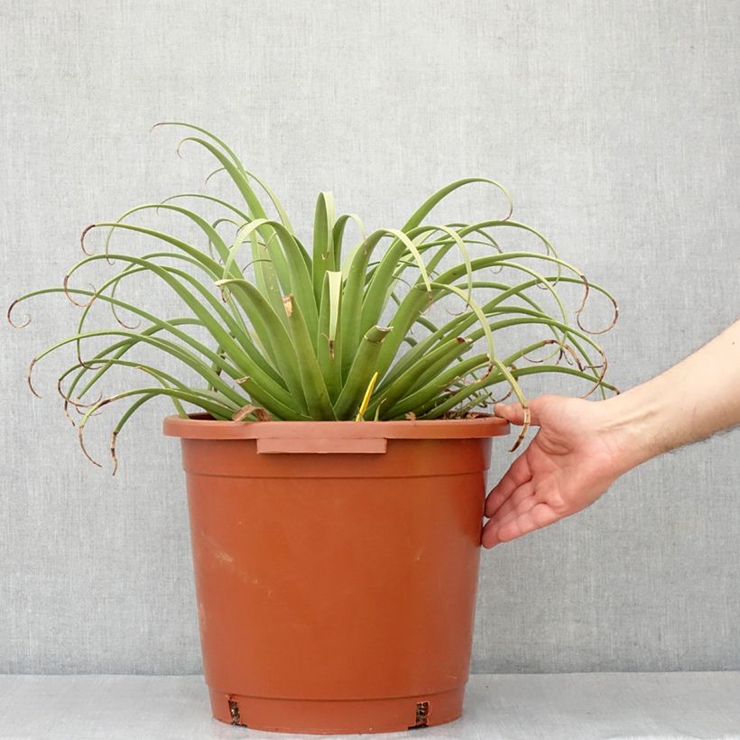Ejemplar de Maguey bracteosa Maceta 12L/15L entregado en otoño