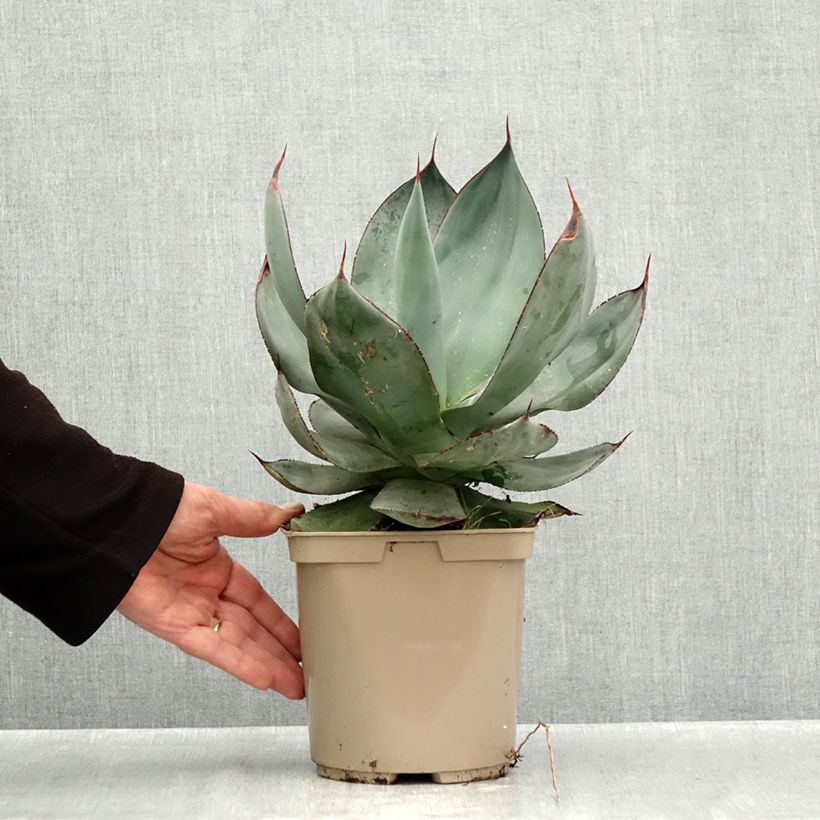 Ejemplar de Agave celsii Nova - Maguey Maceta 3L/4L entregado en otoño
