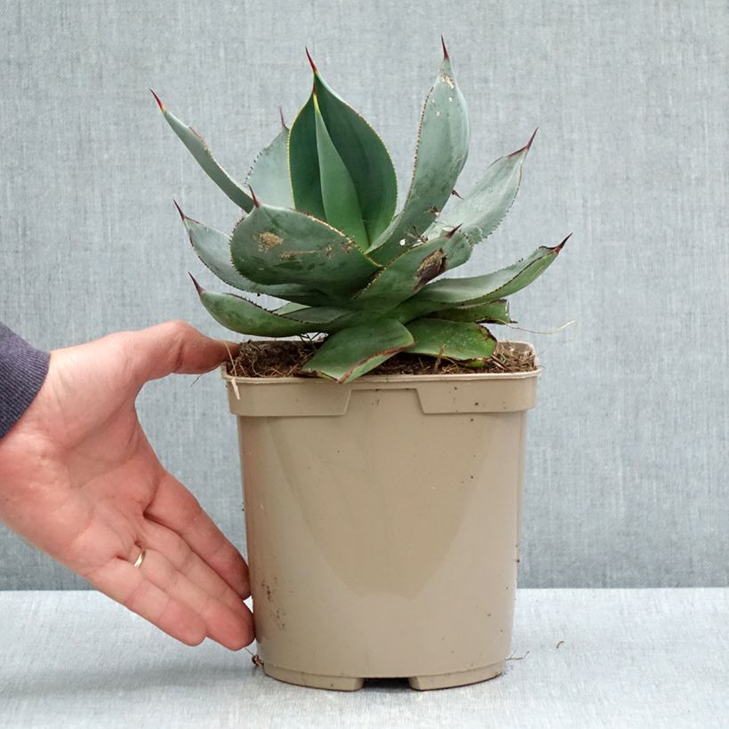 Agave celsii Nova - Maguey Maceta 3L/4L Ejemplar entregado en la primavera