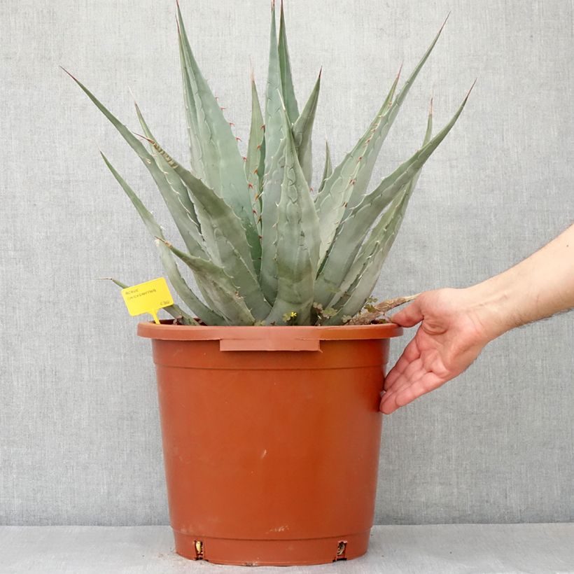 Agave chrysantha Maceta 12L/15L Ejemplar entregado en la primavera