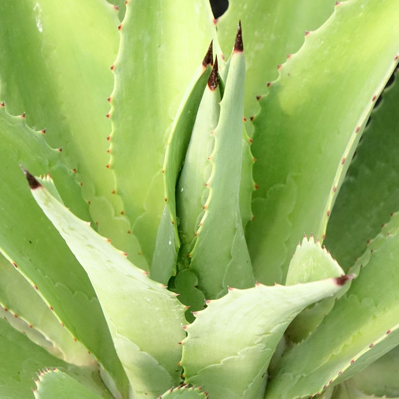 Agave desmetiana - Maguey de pita (Follaje)