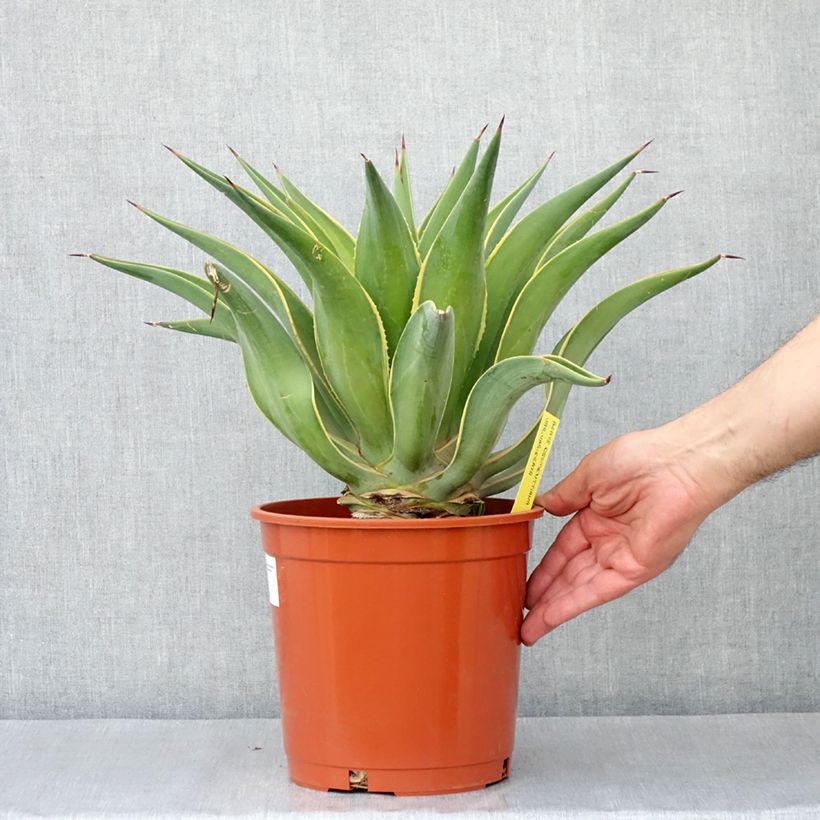 Ejemplar de Maguey de pita - Agave desmetiana Variegata Maceta 4L/5L entregado en otoño