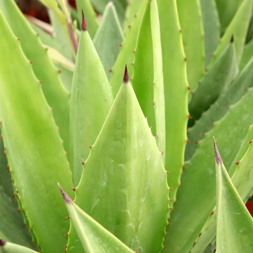 Maguey fourcroydes - Henequén (Follaje)