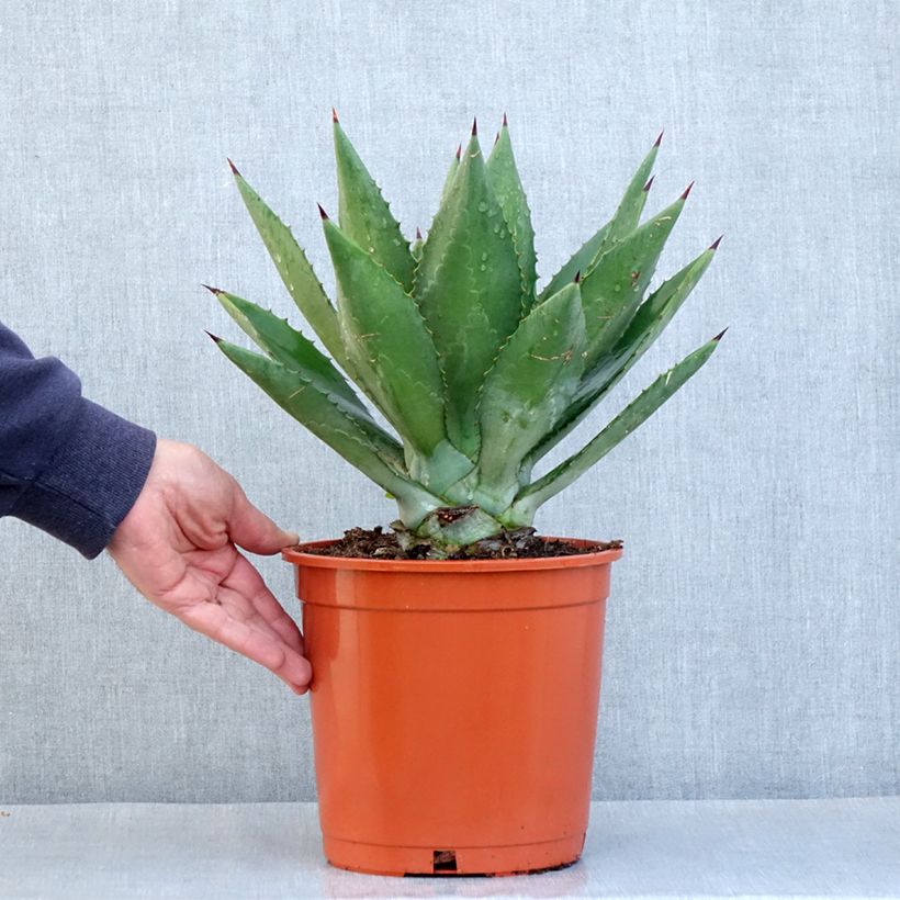 Ejemplar de Maguey fourcroydes - Henequén Maceta 4L/5L entregado en otoño