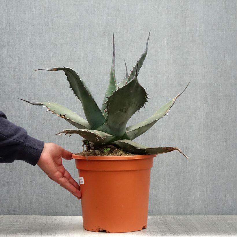 Ejemplar de Agave havardiana Maceta 7,5L/10L entregado en verano