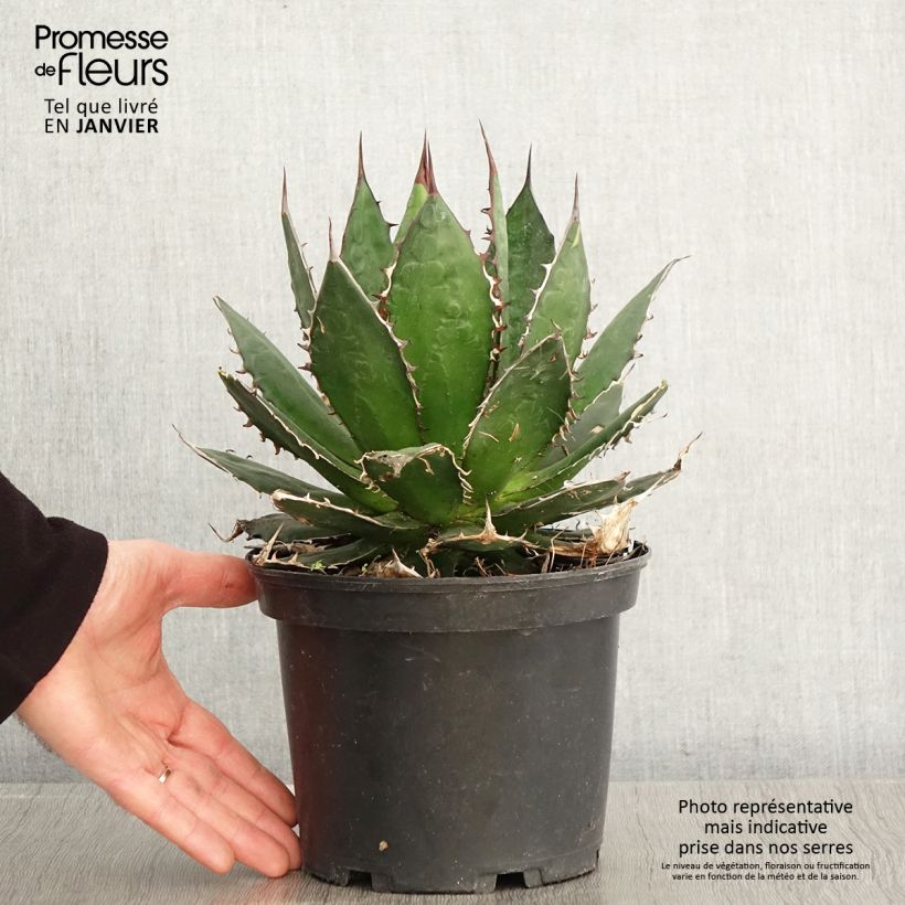 Maguey del pedregal - Agave horrida Maceta 3L/4L Ejemplar entregado en invierno