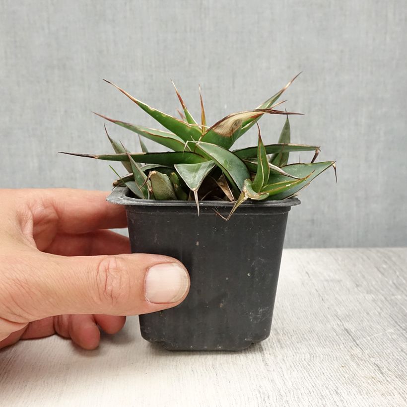 Ejemplar de Agave impressa Impressive Maceta de 8/9 cm entregado en verano