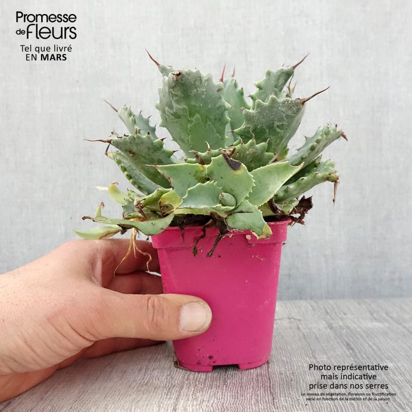 Agave isthmensis Maceta de 10 cm/11 cm Ejemplar entregado en la primavera