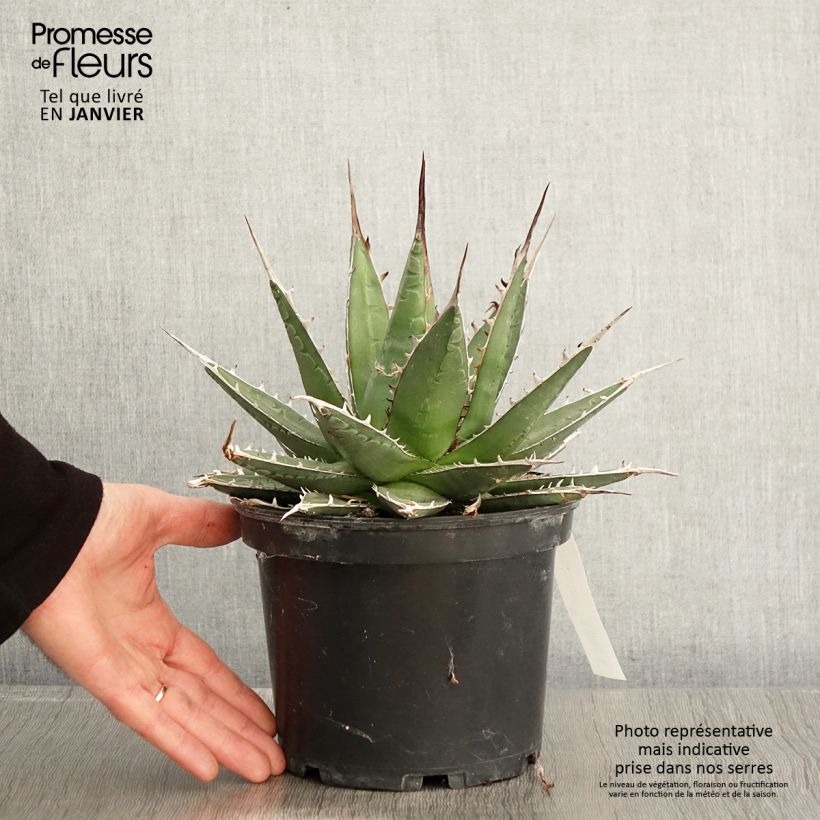 Agave kerchovei Maceta 3L/4L Ejemplar entregado en invierno