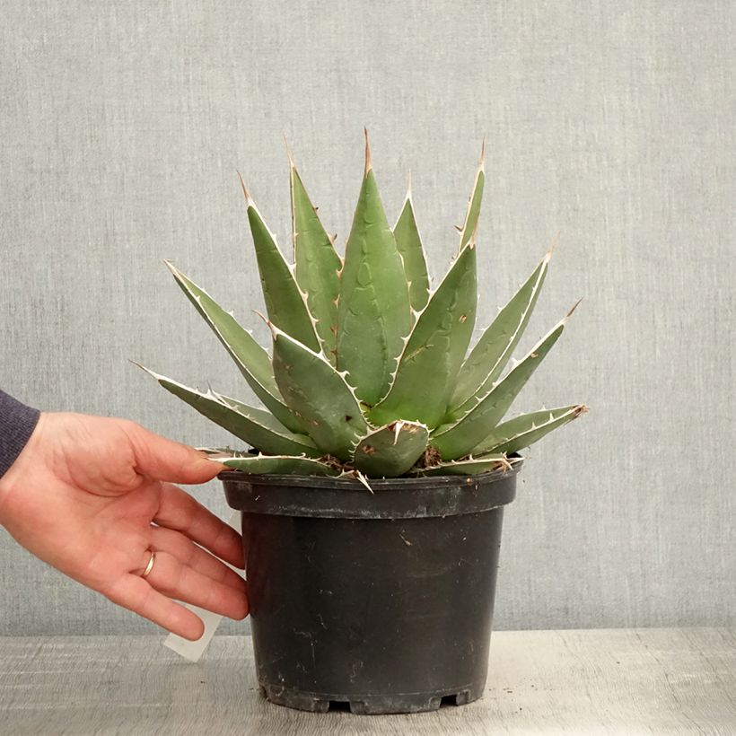Agave kerchovei Maceta 3L/4L Ejemplar entregado en la primavera