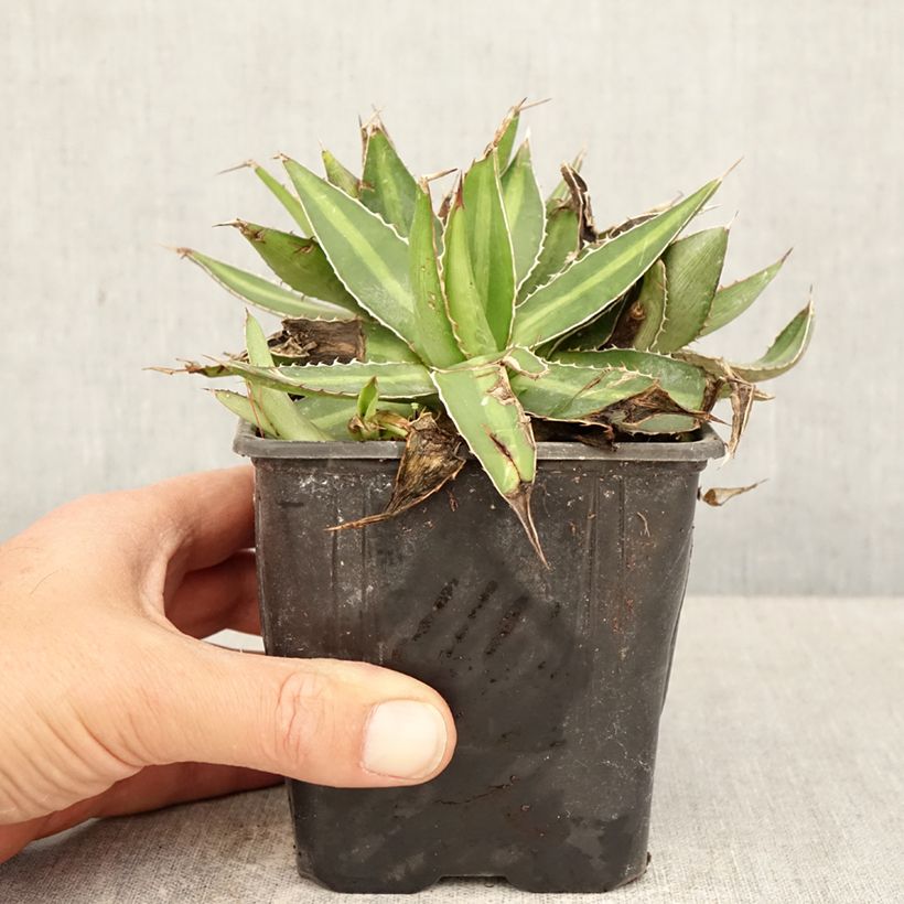 Agave lophantha Maceta de 12 cm / 13 cm Ejemplar entregado en la primavera