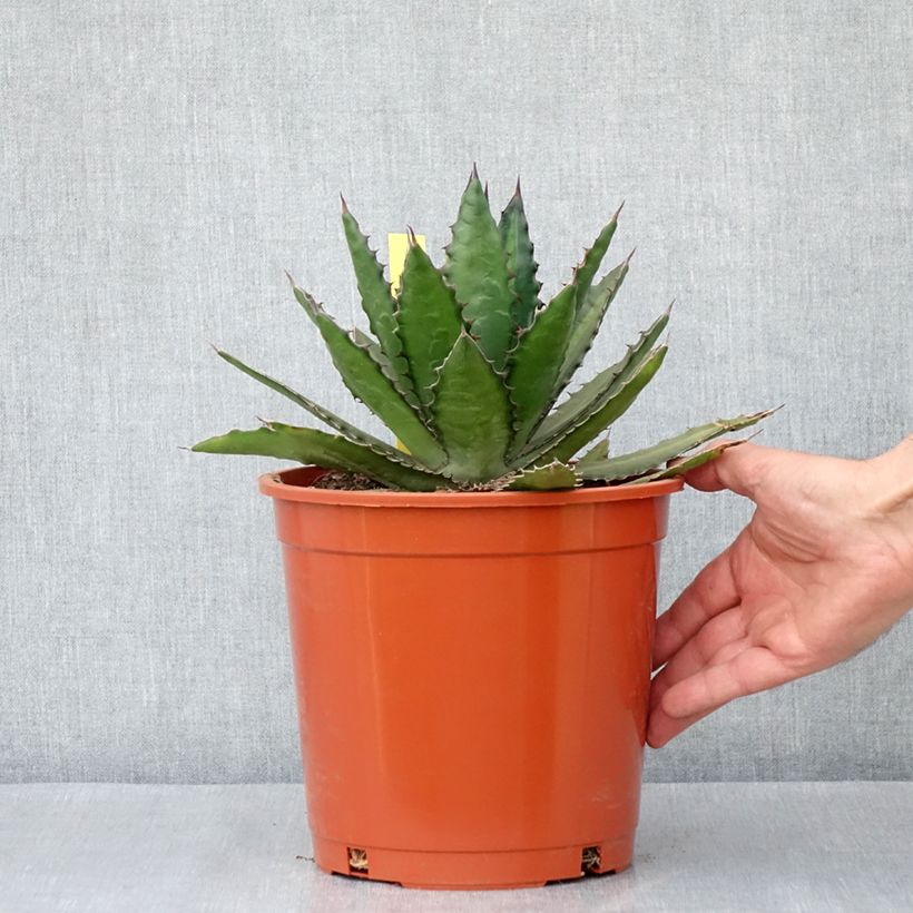 Ejemplar de Agave lophantha Maceta 4L/5L entregado en otoño