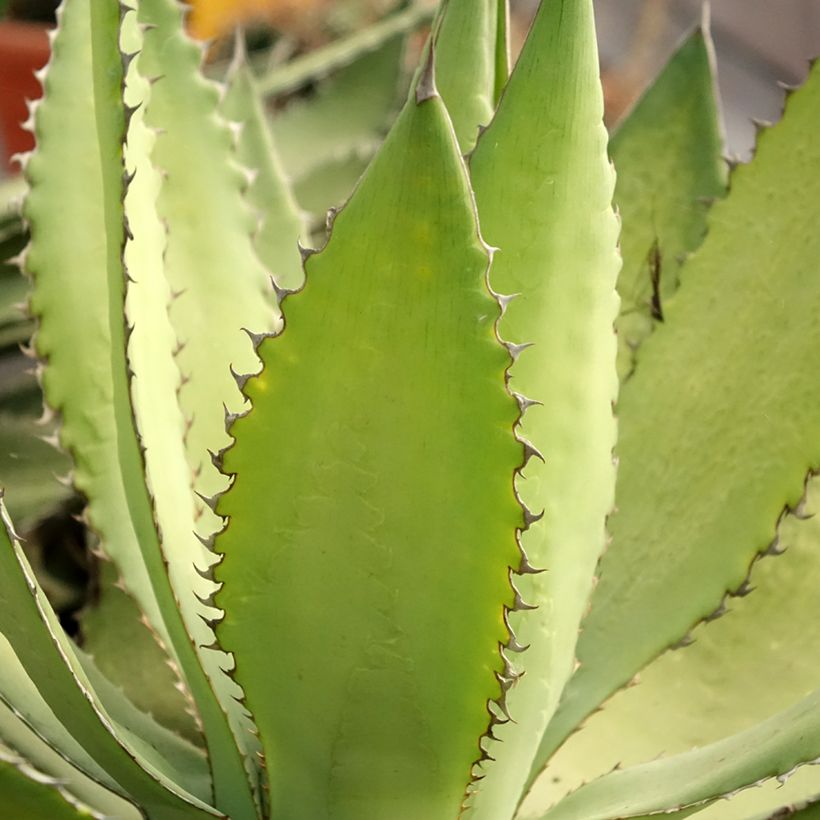 Maguey lophantha Ensifera (Follaje)