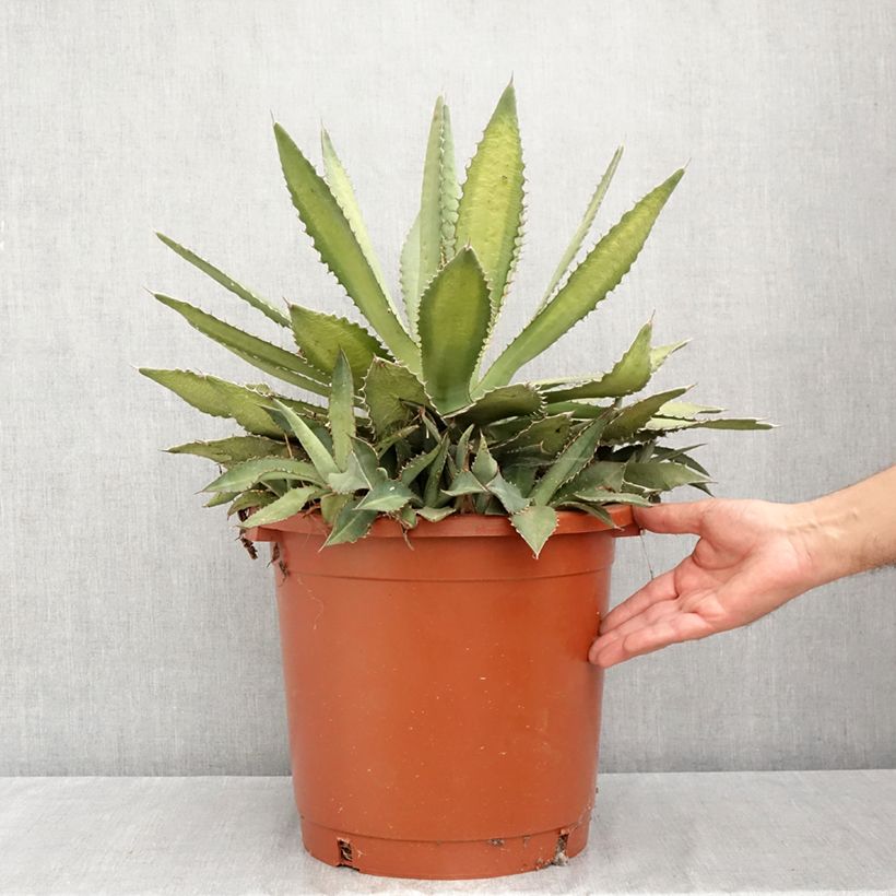 Ejemplar de Maguey lophantha Ensifera Maceta 12L/15L entregado en verano