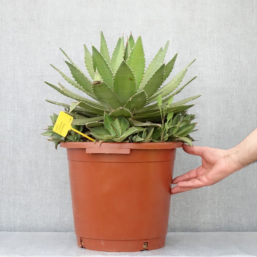 Ejemplar de Maguey lophantha Ensifera Maceta 12L/15L entregado en otoño