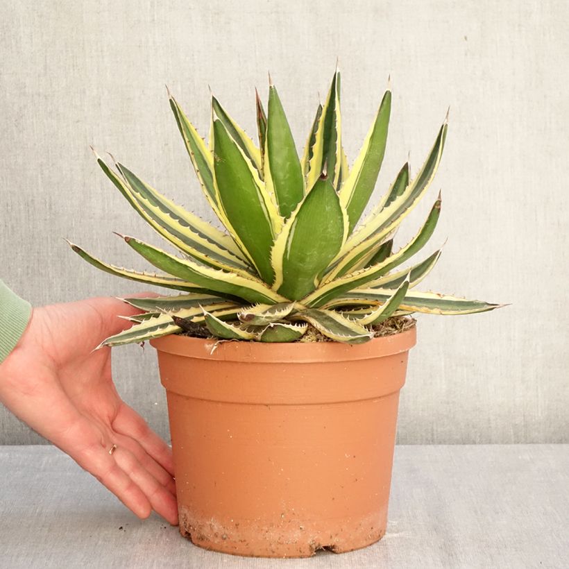 Agave lophantha Quadricolor Maceta 3L/4L Ejemplar entregado en invierno