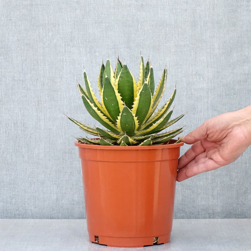 Agave lophantha Quadricolor Maceta 4L/5L Ejemplar entregado en la primavera