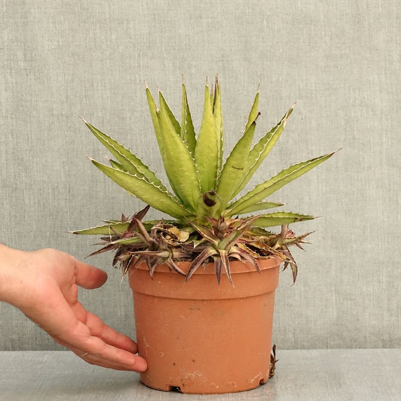Ejemplar de Agave lophantha Splendida Maceta 3L/4L entregado en verano