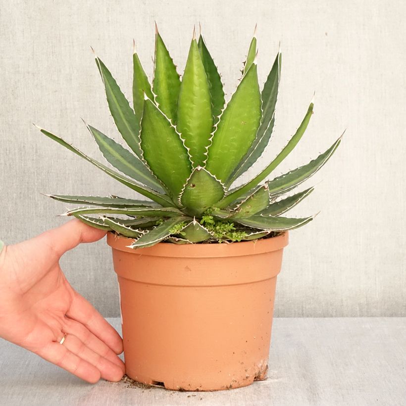 Agave lophantha Splendida Maceta 3L/4L Ejemplar entregado en invierno