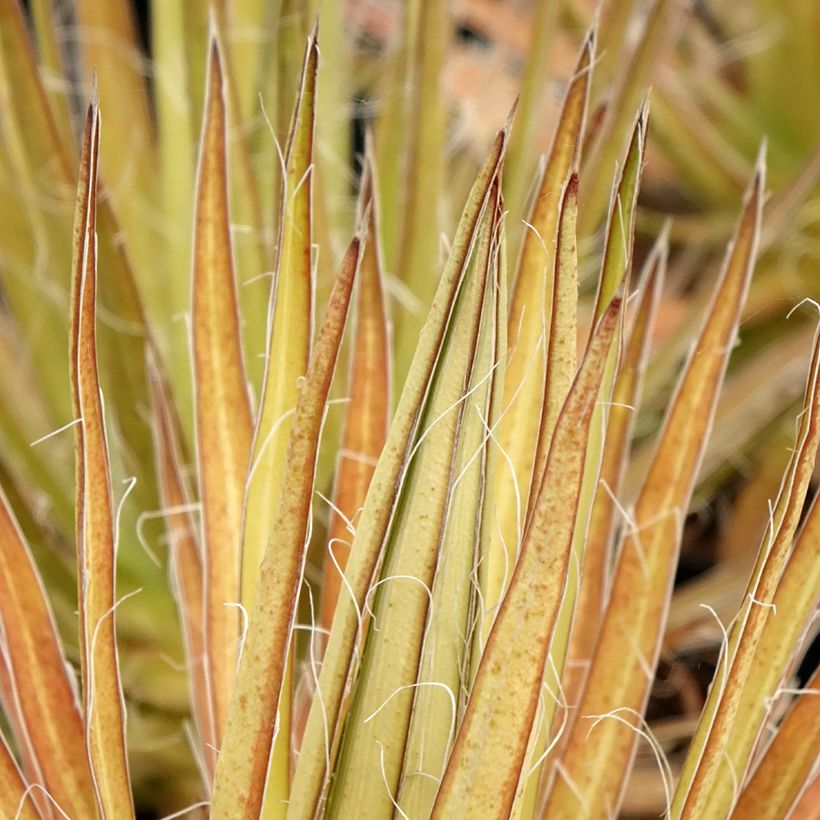 Agave multifilifera (Follaje)