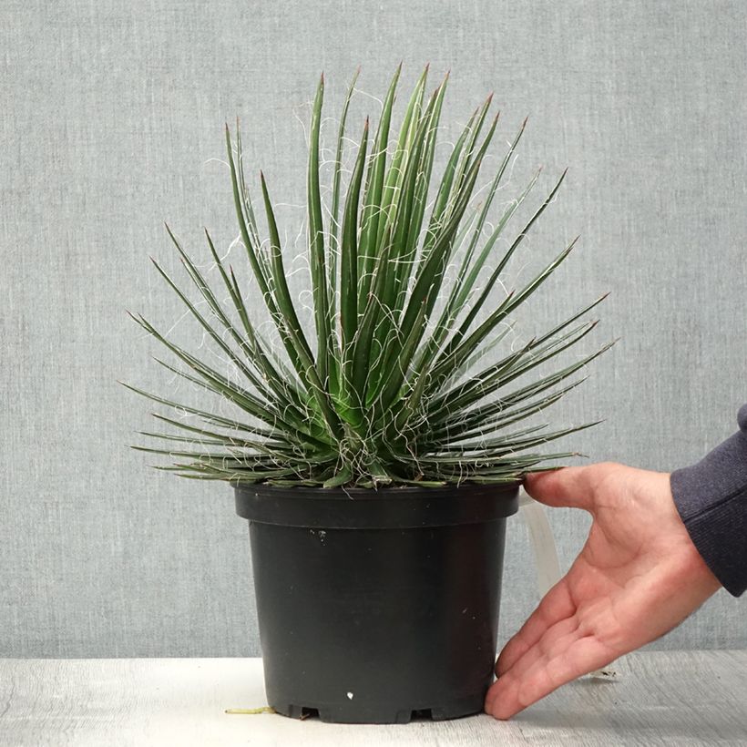 Ejemplar de Agave multifilifera Maceta 3L/4L entregado en verano