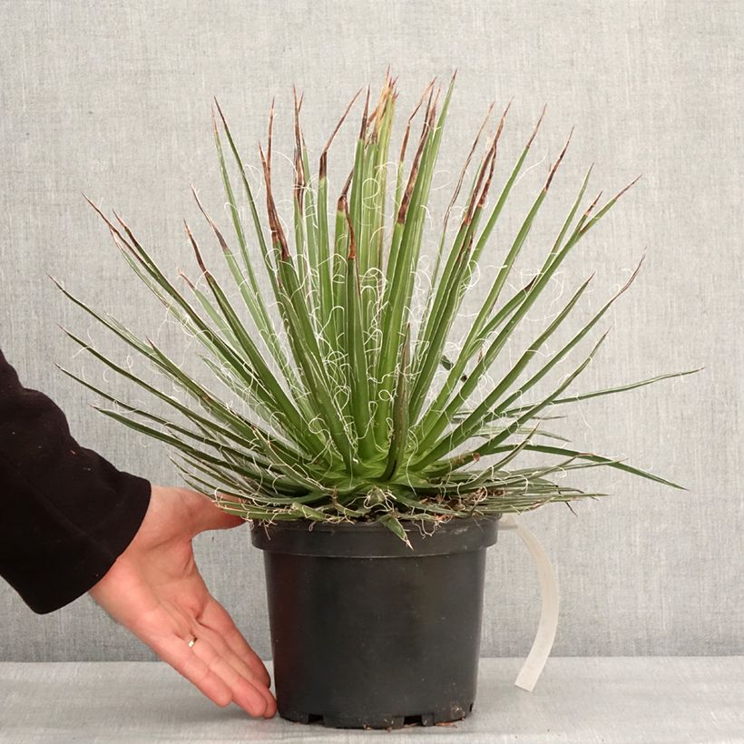 Agave multifilifera Maceta 3L/4L Ejemplar entregado en invierno
