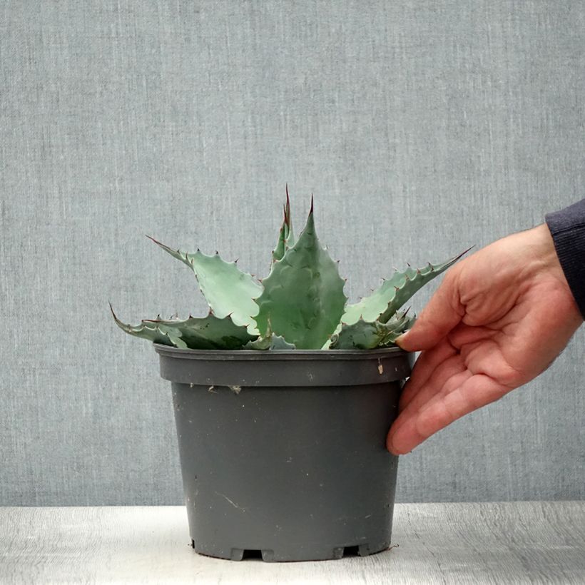 Ejemplar de Agave ovatifolia Maceta 3L/4L entregado en verano