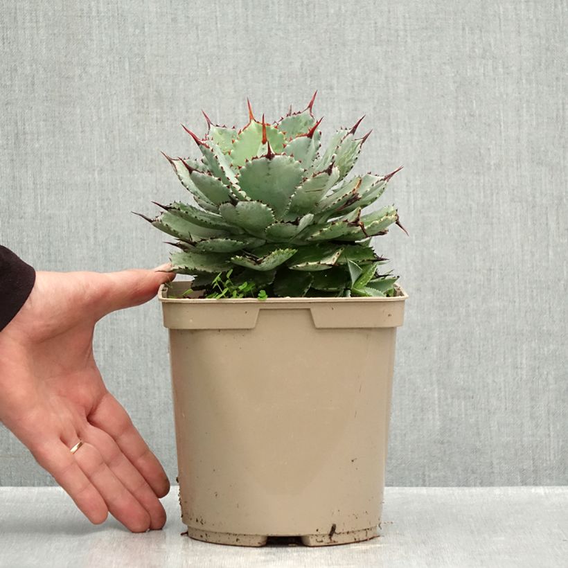 Ejemplar de Agave potatorum Kichiokan - Maguey Maceta 3L/4L entregado en otoño