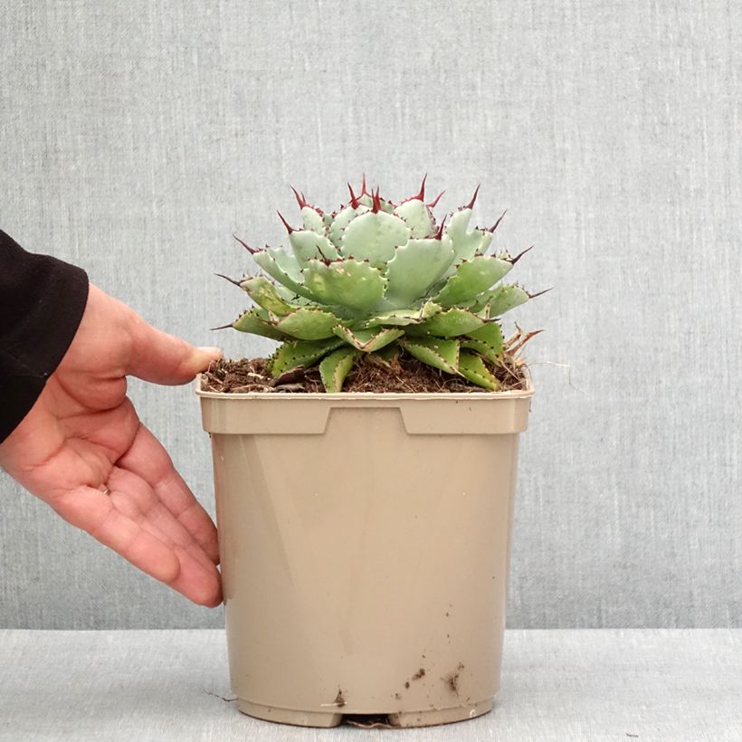Agave potatorum Kichiokan - Maguey Maceta 3L/4L Ejemplar entregado en invierno
