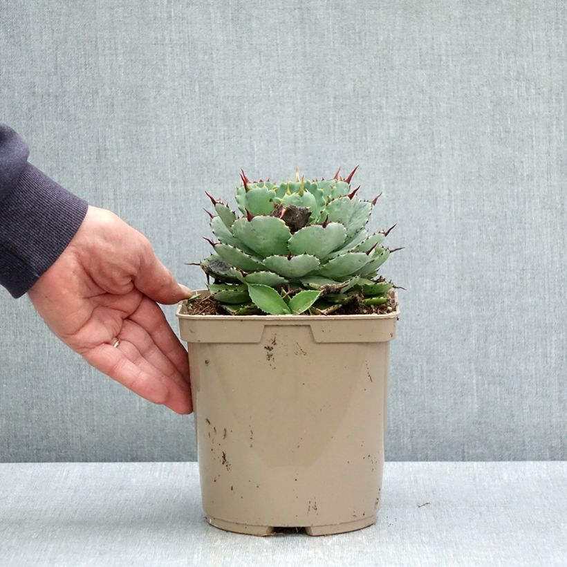 Agave potatorum Kichiokan - Maguey Maceta 3L/4L Ejemplar entregado en la primavera