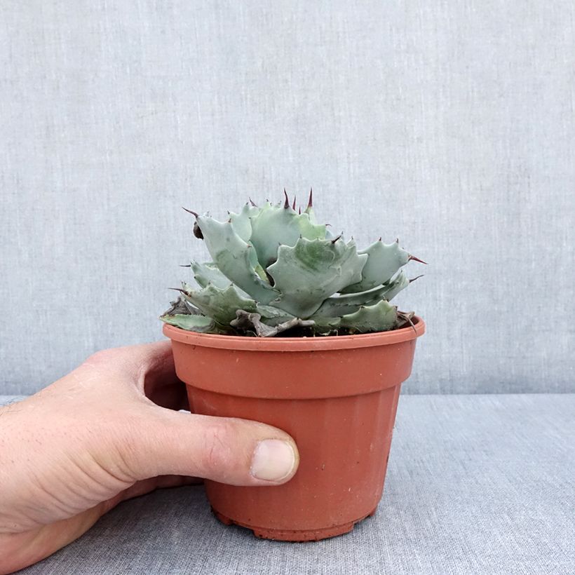 Maguey de mezcal - Agave potatorum var. verschaffeltii Maceta 2L/3L Ejemplar entregado en la primavera