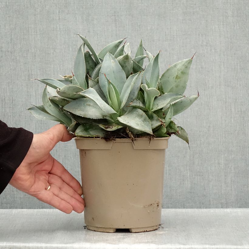Ejemplar de Agave pygmae Dragon Toes - Maguey Maceta 3L/4L entregado en otoño