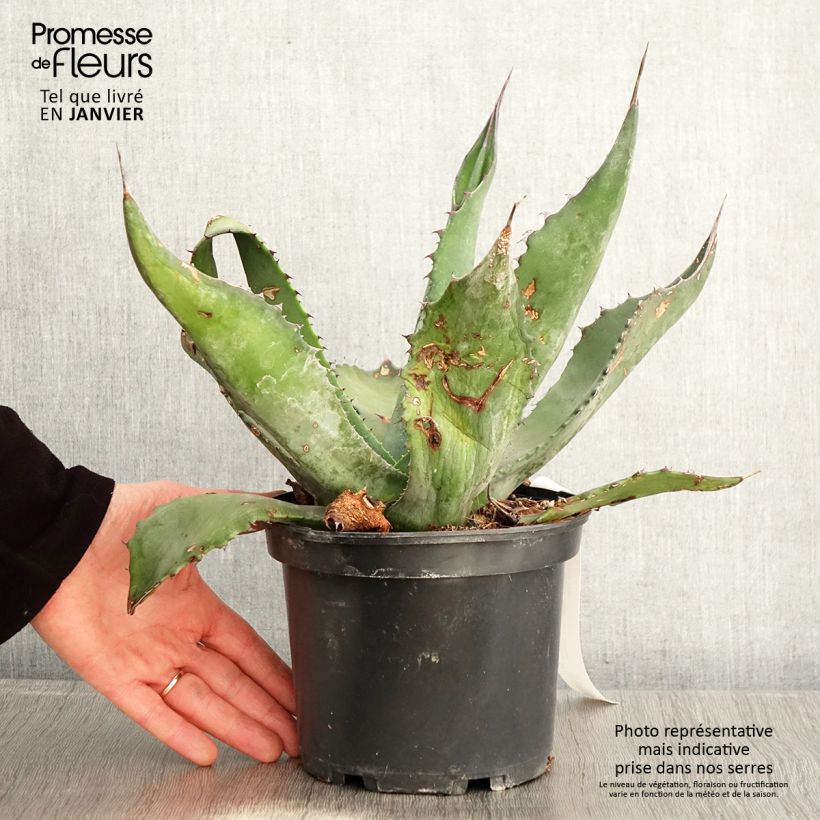 Ágave férox - Agave salmiana Maceta 3L/4L Ejemplar entregado en invierno